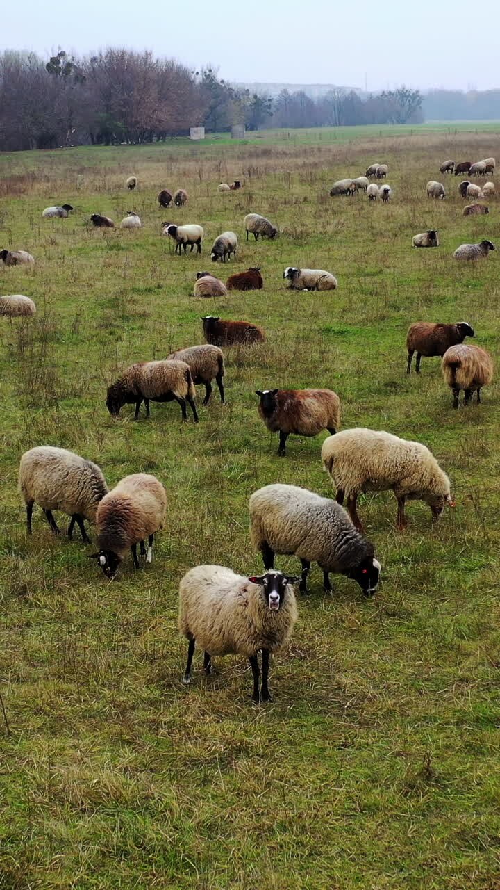 Livestock farming in nature. Herding sheep on field. Sheep grazing on a meadow. Domestic animals eating grass in the countryside. Vertical video