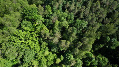 green leafy deciduous forest treetops - directly above aerial push in