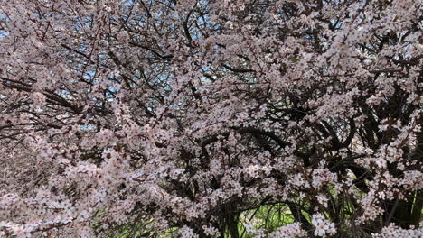 Flores-De-Cerezo-Sopladas-Por-El-Viento