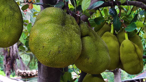 large jackfruit hanging off tree in vietnamese jingle