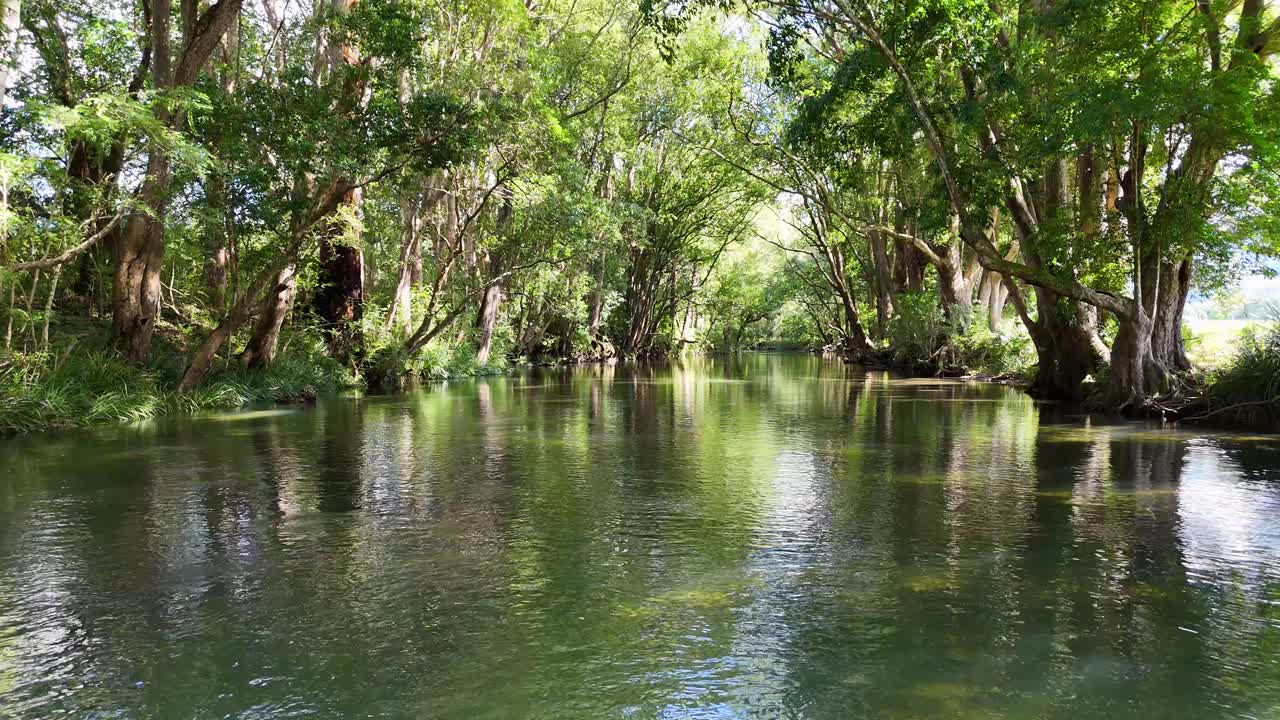 A serene river flows through lush greenery in Bellingen, Australia, captured with gentle camera movement and natural lighting