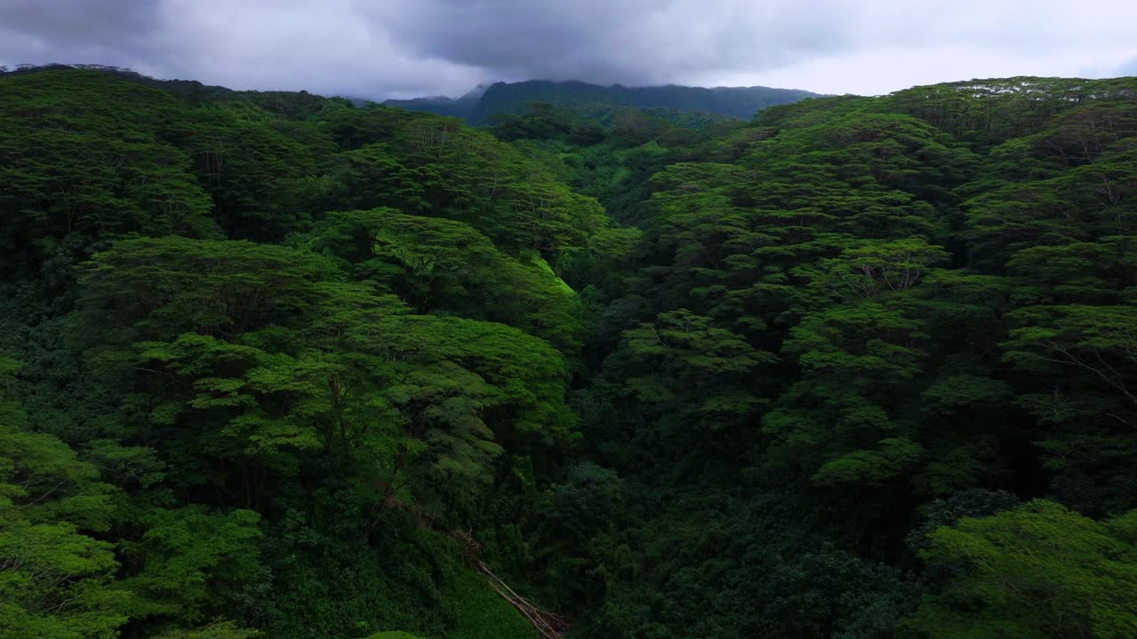 Aerial View of Lush Tropical Rainforest Valley