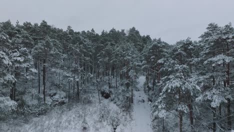 Bosque-De-Invierno-En-Noruega-Con-Un-Sendero-Para-Caminar