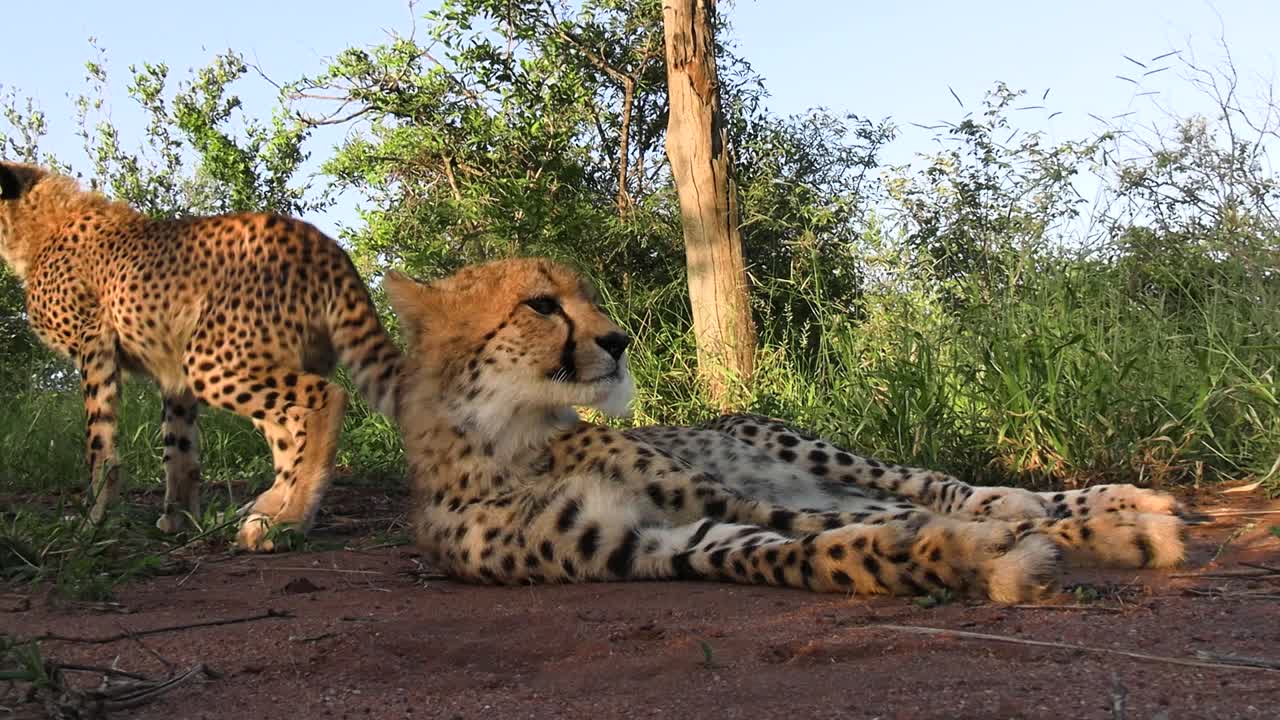 una pareja de guepardos del sureste de áfrica se relajan a la sombra de un árbol en una sabana desierta.