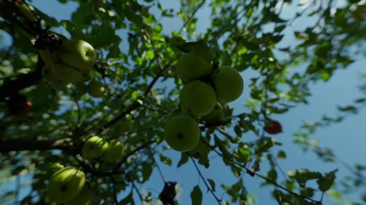 Ripresa dall'alto al rallentatore di mele verdi mature appese all'albero in una giornata di sole d'estate con cielo azzurro.