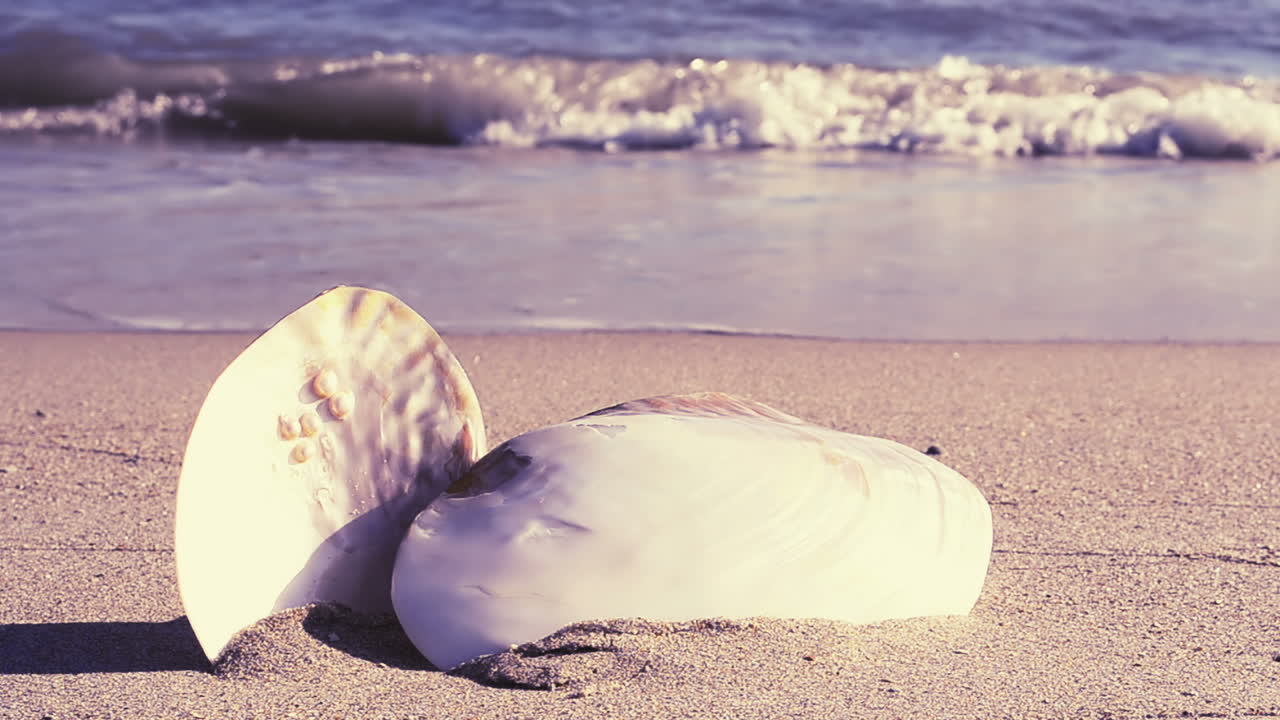 Conchiglie sulla spiaggia. Riprese sulla spiaggia.