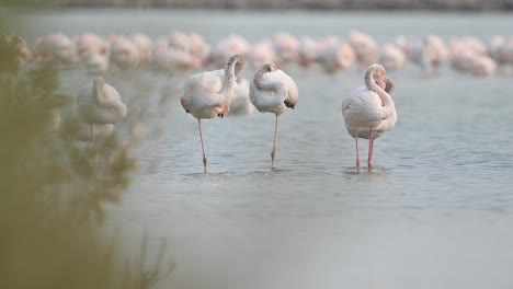 Zugvögel,-Rosaflamingos,-Die-In-Den-Flachen-Meeresmangroven-Von-Bahrain-Wandern