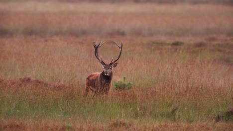 Territorialroter-Hirsch-Mit-Beeindruckendem-Geweih-Brüllt-In-Der-Lichtung,-Brunft