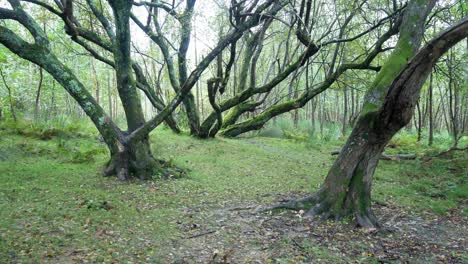 spooky woodland trail in silence daytime forest wilderness autumn foliage