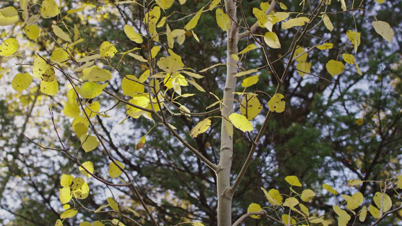 Autumn scene looking up into the tree canopy with yellow aspen