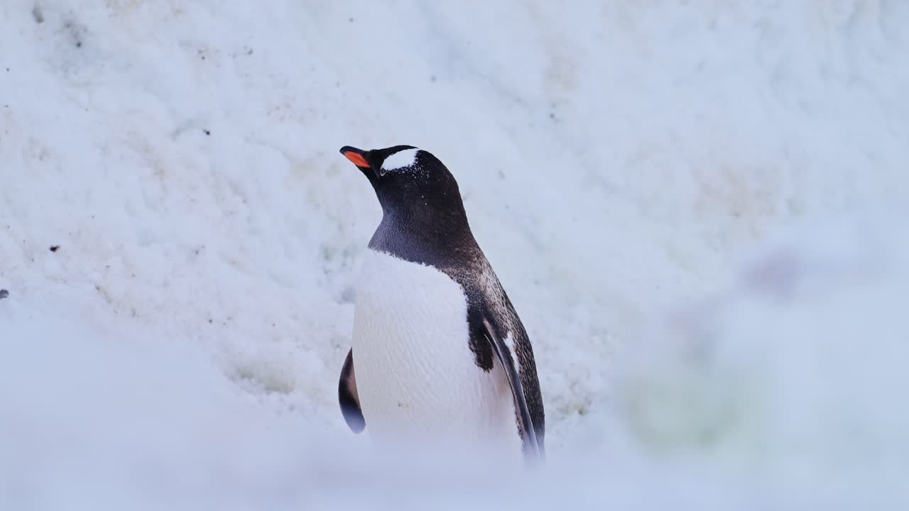 vida silvestre de la antártida, caminando por la autopista de pingüinos en la nieve, pingüinos gentoo en la antártica vida silvestre y animales viaje en la península antártica, bonito tiro de bajo ángulo en un paisaje invernal nevado
