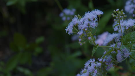 Tiro-Apretado-De-Flores-De-Bayas-Colgantes