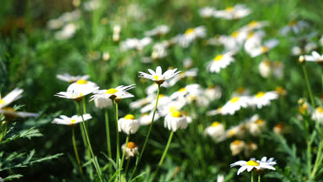 daisy flowers in the garden