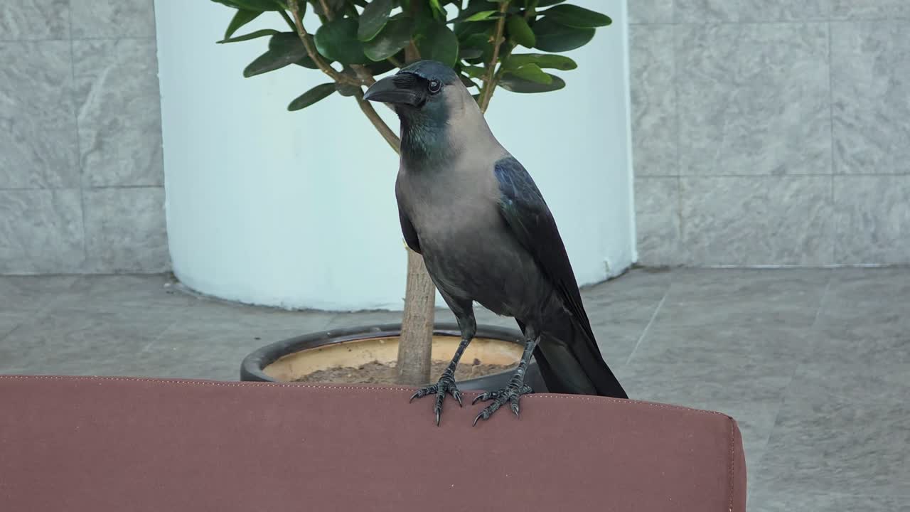Closeup Of House Crow In Kota Kinabalu City, Malaysia.