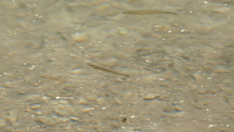 Peces-nadando-en-aguas-claras