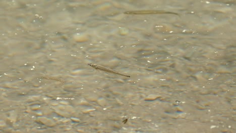 pez nadando en agua clara