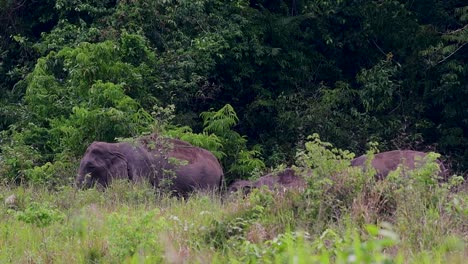 The-Asiatic-Elephants-are-endangered-species-and-they-are-also-residents-of-Thailand