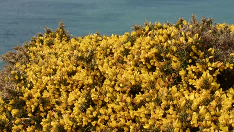 Plano-Medio-De-Aulaga-Común-Ulex-Europaeus-En-El-Borde-De-Un-Acantilado-De-Cornualles