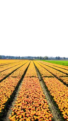 vibrant tulip fields