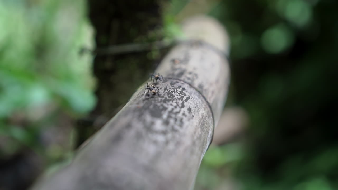 Macro shot of a group of ants crawling over bamboo tree in rain forest