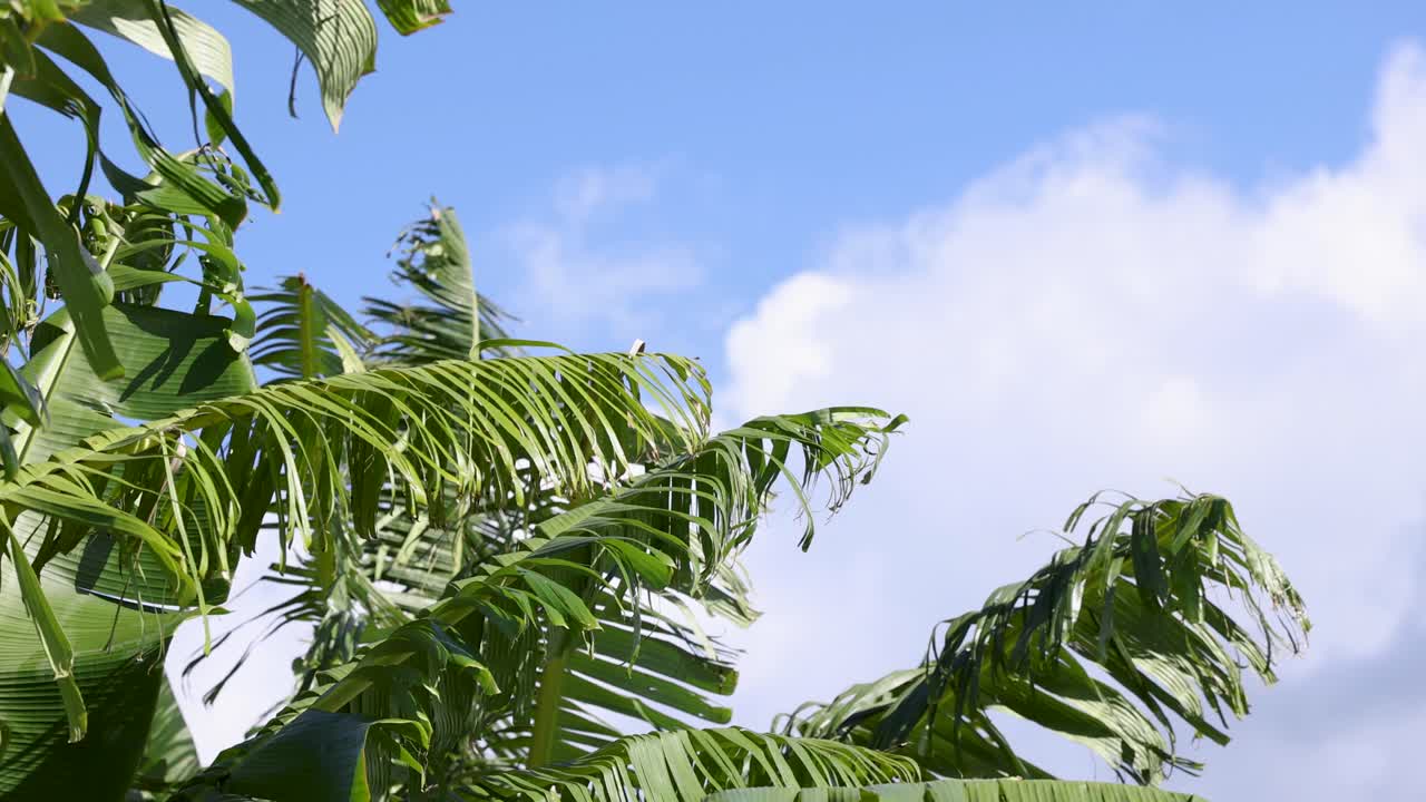 Banana tree leaves gently sway against a bright blue sky, creating a serene and tropical atmosphere