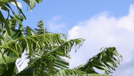 banana tree leaves gently sway against a bright blue sky, creating a serene and tropical atmosphere