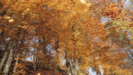 Kamera-Nach-Oben-Gerichtet-Unter-Den-Fallenden-Goldenen-Blättern-Im-Herbst,-See-Von-Montriond,-Französische-Alpen