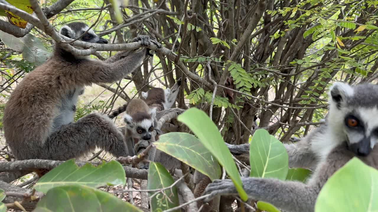 Vita quotidiana di una famiglia di lemuri dalla coda ad anelli (Lemur catta) su un albero. Madagascar