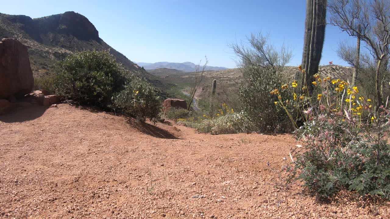 montañas del desierto de arizona con plantas, fauna y un cactus meciéndose en el viento cerca de payson