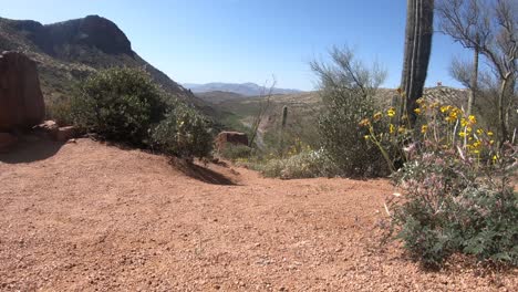 Arizona-desert-mountains-with-plants,-fauna,-and-a-cactus-swaying-on-the-wind-near-Payson