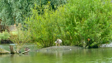 pato salvaje descansando en el montículo de la isla del lago rodeado de vegetación verde en inglaterra