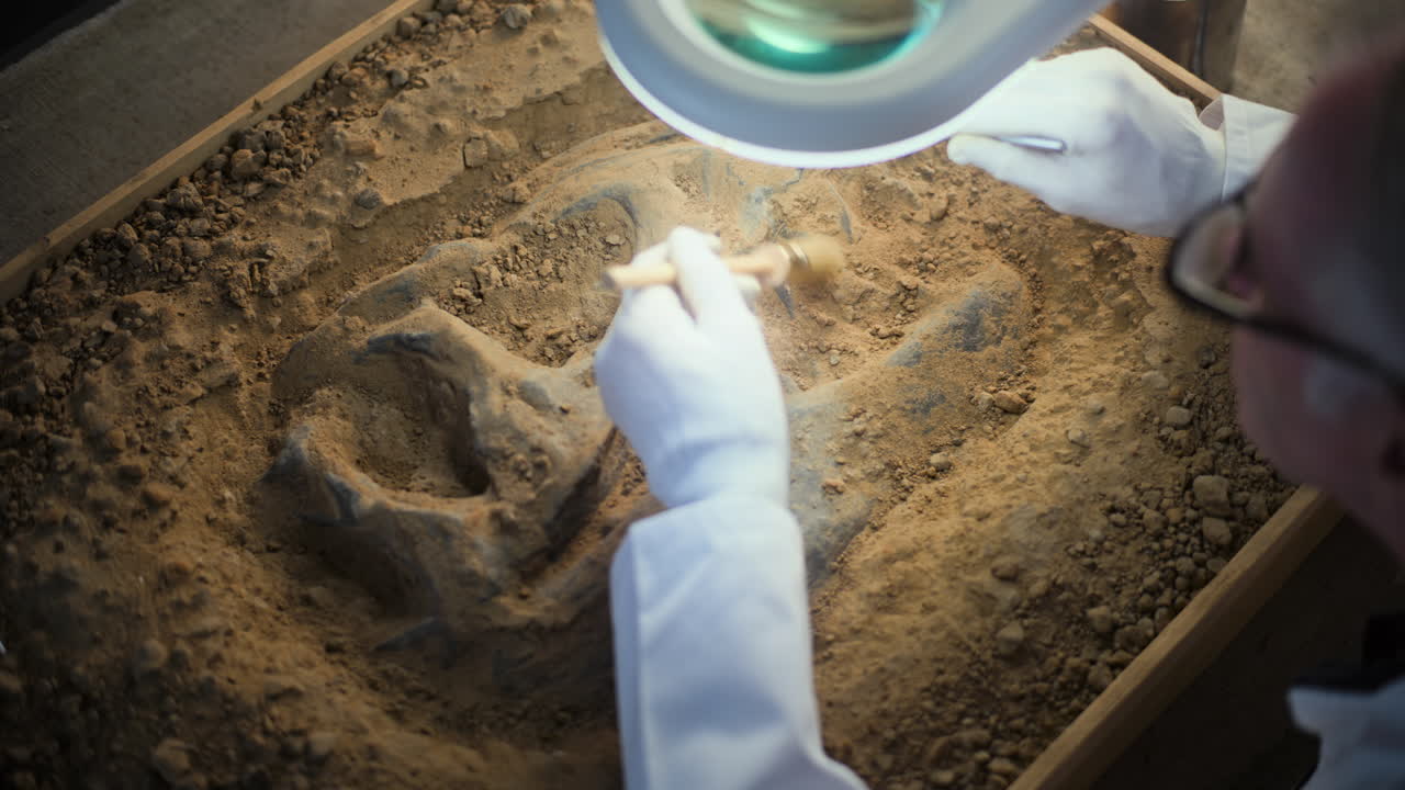 화석 발굴 및 분석