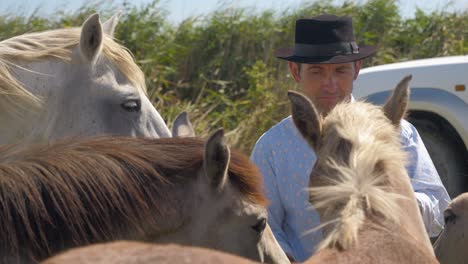 cowboy feeding his herd of horses