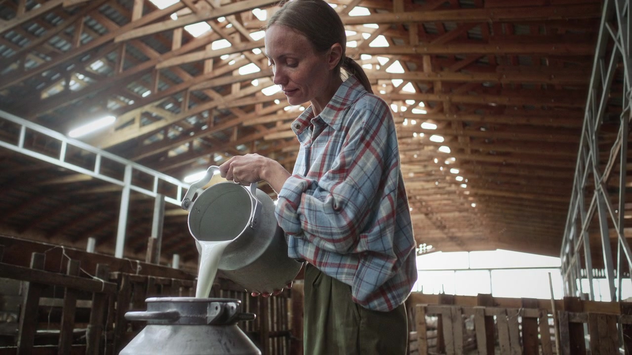 Agricoltrice versa latte fresco in una zangola di alluminio all'interno di un fienile