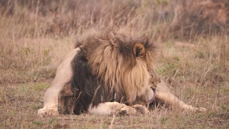 lion with large mane lying in savannah and licking his fur to clean it