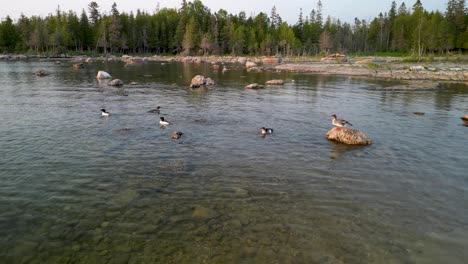 Vista-Aérea-De-Patos-Merganser-Nadando-En-Aguas-Poco-Profundas-Del-Lago-Costero