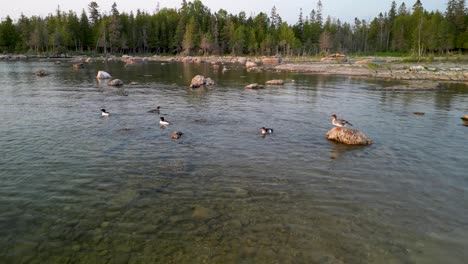 aerial view of merganser ducks swimming in shallow coastline lake water