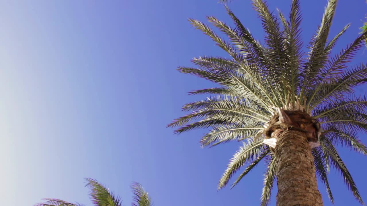 Hot summer sunshine with palm tree and blue sky