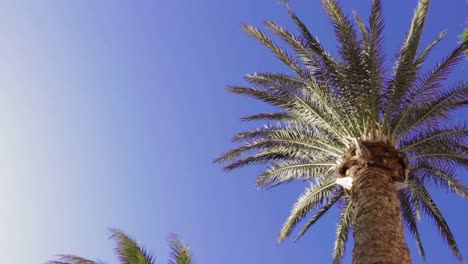sol caluroso de verano con palmera y cielo azul.