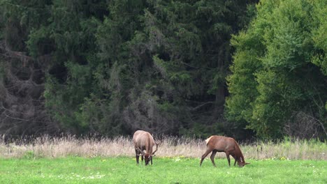 two elk grazing in a pasture in the evening light with the pine forest in the background