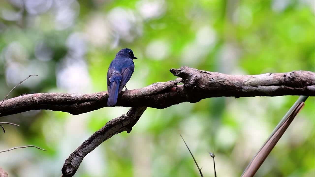 언덕 푸른 딱새는 고지대 서식지에서 발견되며 수컷의 경우 깃털이 파란색이고 가슴이 주황색이며 암컷은 옅은 계피 갈색이며 가슴이 주황색으로 전환되었습니다.
