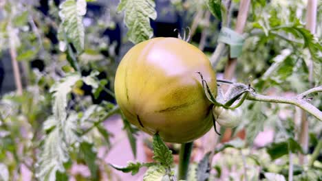 tomato ripens, distressed plant in 4k