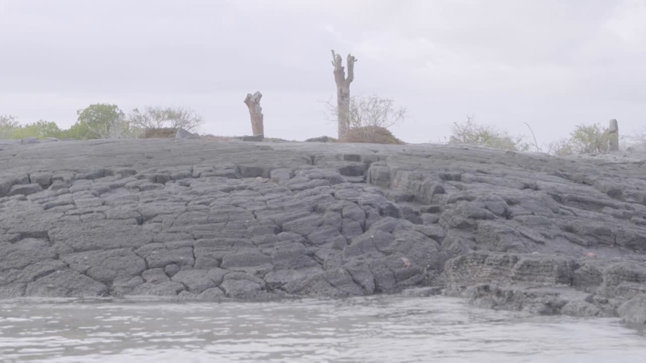 Cactus in a small rocky island of the Galapagos Islands. The surface, made of old lava, presents marks of erosion with calm ocean water around it.