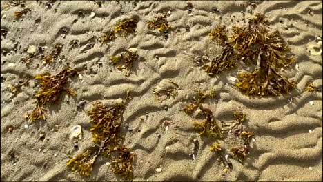 Walking-on-brown-sandy-beach-with-shells-and-seaweed-on-a-sunny-day