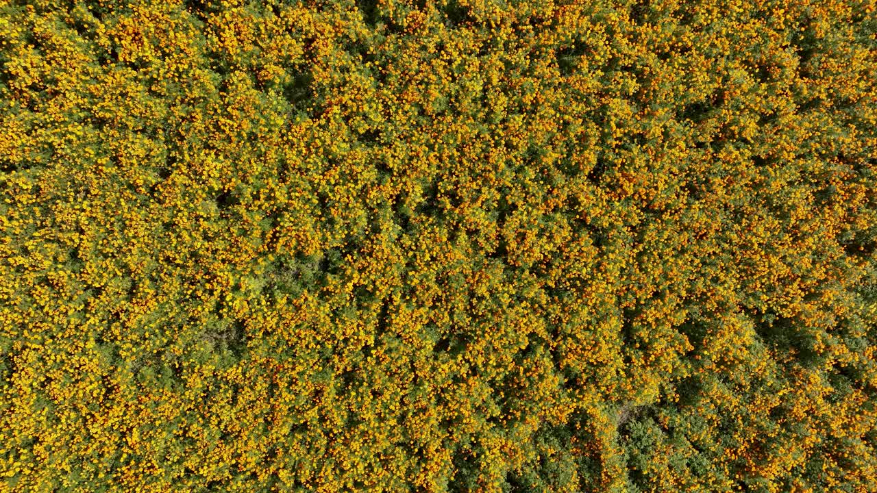 멕시코의 아틀릭스코에 있는 마리골드 꽃의 드론 비디오