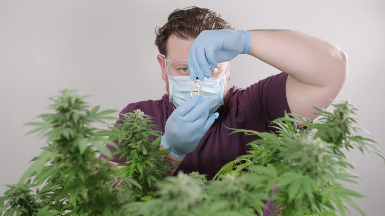 la floración del cannabis, el cultivo orgánico de cannabis para uso médico en el campo de la marihuana.