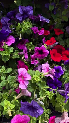 colorful petunia display
