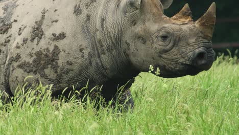 Slow-motion-rhinoceros-walking-across-a-grassy-field-with-dried-mud-on-his-body
