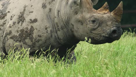 Nashorn-In-Zeitlupe,-Das-Mit-Getrocknetem-Schlamm-Auf-Seinem-Körper-über-Eine-Wiese-Geht