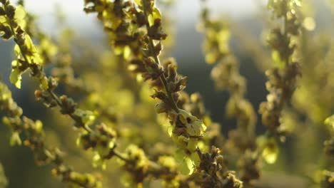 sunset yellow flowering herbs in nature.4k